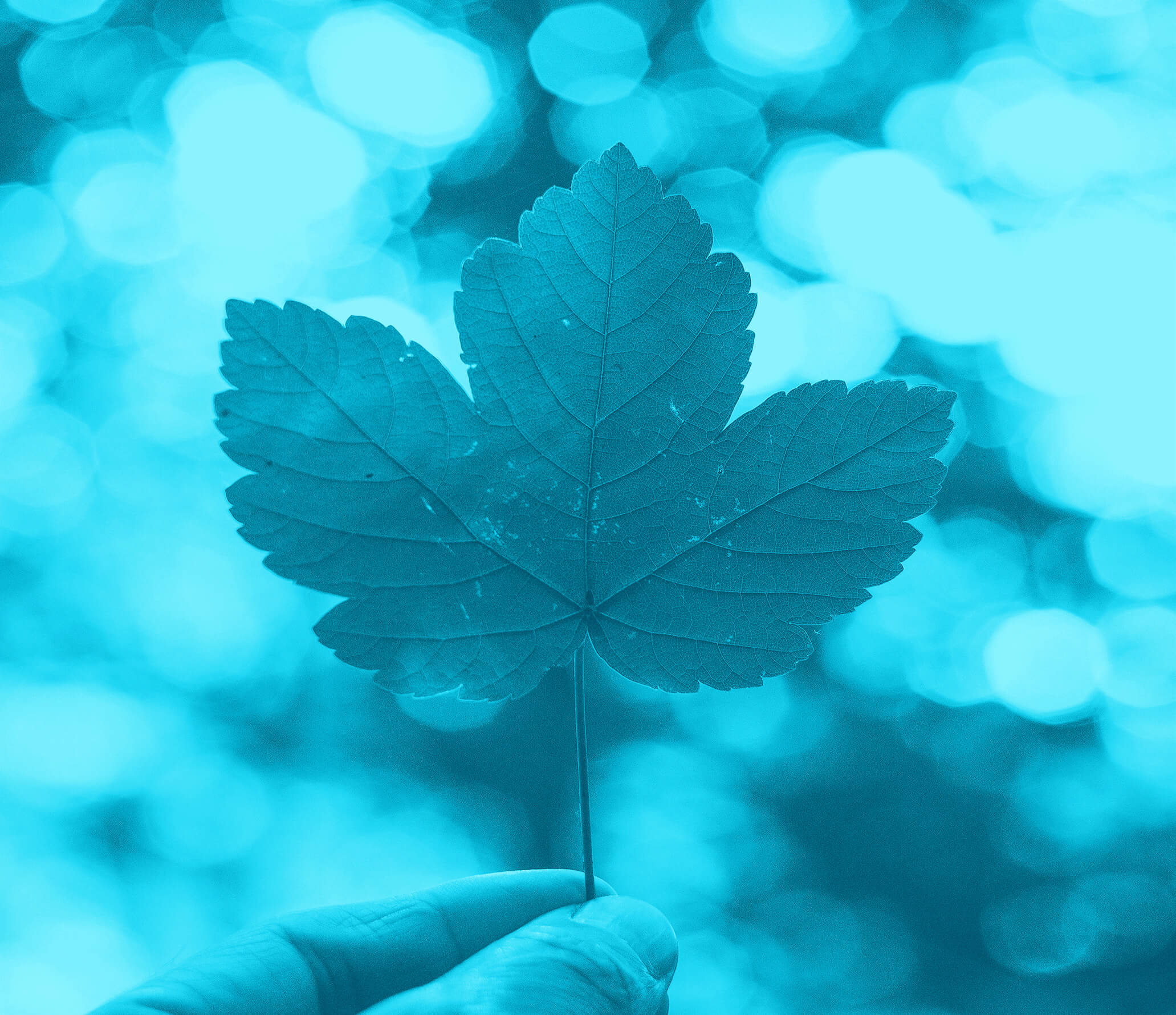 Leaf in blue filter